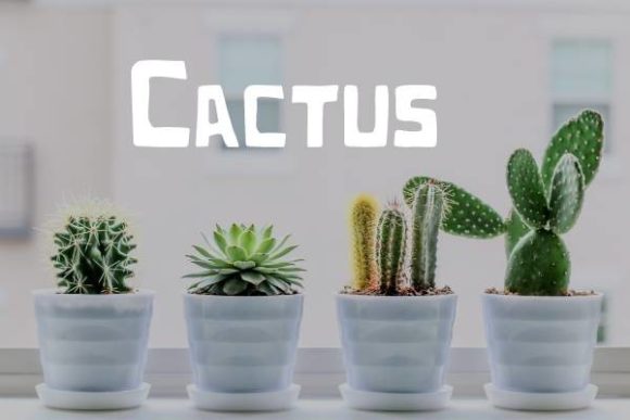 Cactus Font: A Modern Typeface for Bold, Playful Designs
